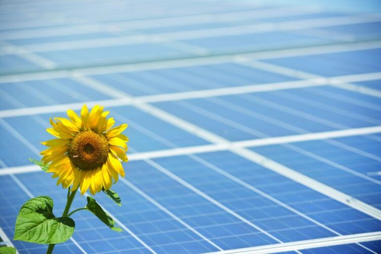 slunečnice a solární panely pro úsporu energie
